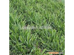 台湾红心火龙果苗种植基地-金田源-台湾红心火龙果苗