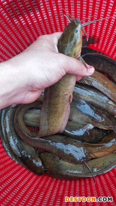 塘鲺鱼苗，胡子鲶鱼苗，磐石市鱼苗批发商