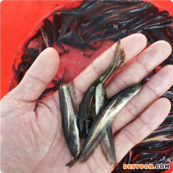 港兴水产 鱼苗 鱼苗类 鲶鱼|大嘴鲶鱼|胡子鲶鱼|埃及鱼苗批发