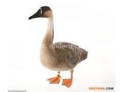 泰安大雁肉-达信大雁肉基地直供-大雁肉批发