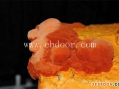 长程天麻牛樟芝种植(图)-牛樟芝的种植-牛樟芝种植