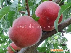 纯正苗早春王桃小苗-早春王桃小苗-永丰种植成活率高