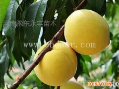 永丰种植批发价更优(图)-2年苗丑姑娘桃小苗-丑姑娘桃