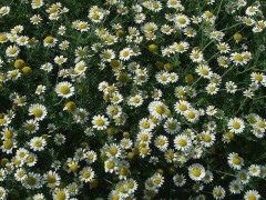 供应 花种子 果香菊芳香植物 花卉种子 种苗 蓝翔园艺 花卉种子 优质种子批发