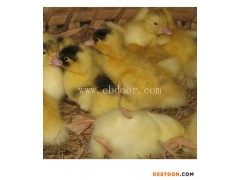 长春大种番鸭苗-西彦孵化厂番鸭苗-大种番鸭苗批发