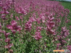 供应厂家直销花卉种子、景观绿化种子、彩色包装种子、酒泉蓝翔园艺、鼠尾草 花卉种子