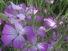 供应厂家直销花卉种子、景观绿化种子、花卉种子 麦仙翁、麦毒草种子批发