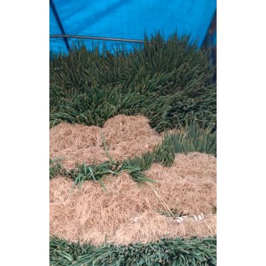 [供]大量供应分葱，价格便宜质量上等