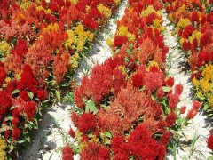 供应 花卉种子 凤尾鸡冠花 种子、种苗 红色 黄色  优质花卉种子批发  蓝翔园艺 厂家直销 花卉种子 鸡冠花 种子