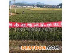 红花油茶苗出售-湖畔油茶苗-江西红花油茶苗