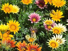 供应 花卉种子 混色、种苗、勋章菊 种子 蓝翔园艺 优质花卉种子批发 花卉种子、种苗、勋章菊 种子