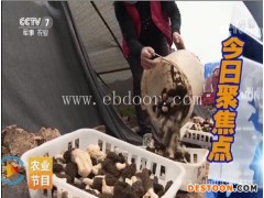 羊肚菌贵吗-邢台羊肚菌-鸿福羊肚菌培育