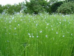 亚麻立枯病和亚麻萎蔫病的防治措施