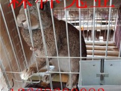 养殖一只杂交野兔利润是多少钱