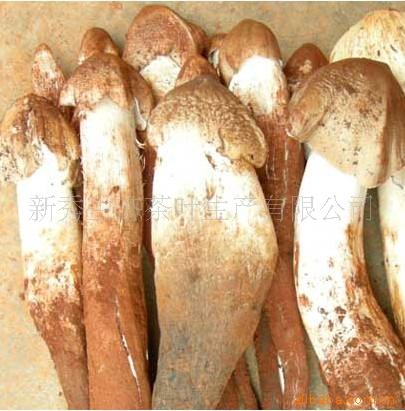 批发供应 鸡枞 云南野生冰冻新鲜美味鸡枞菌