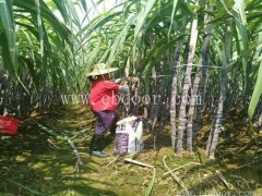 甘蔗种苗多少钱一斤-雪原农业科技种业-高产甘蔗种苗多少钱一斤