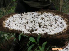 嘉兴马蜂蜂蛹_嘉兴胡蜂蜂蛹_嘉兴大黄蜂蜂蛹_ 绿之美蜂业有限公司