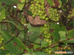 阜阳马蜂蜂蛹_阜阳胡蜂蜂蛹_阜阳大黄蜂蜂蛹_  绿之美蜂业有限公司