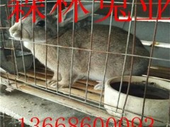 养殖杂交野兔投资少利润高风险低