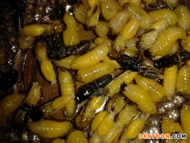 黄石马蜂蜂蛹_黄石胡蜂蜂蛹_黄石大黄蜂蜂蛹_ 绿之美蜂业有限公司