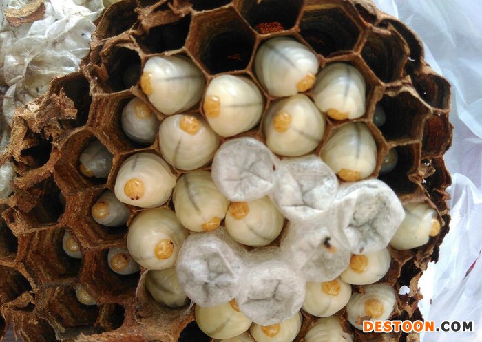 蚌埠马蜂蜂蛹_蚌埠胡蜂蜂蛹_蚌埠大黄蜂蜂蛹_绿之美蜂业有限公司