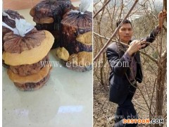 山东桑树桑黄种植-长程天麻桑黄技术培训-山东桑树桑黄