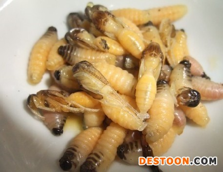 廊坊马蜂蜂蛹_廊坊胡蜂蜂蛹_廊坊大黄蜂蜂蛹_绿之美蜂业有限公司