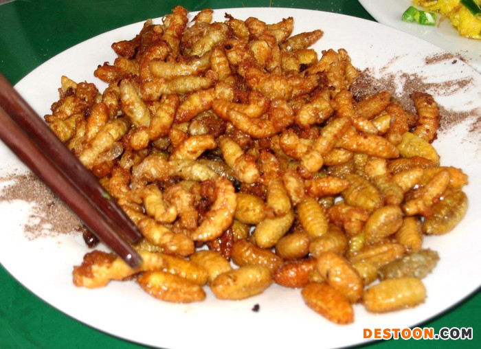 保定马蜂蜂蛹_保定胡蜂蜂蛹_保定大黄蜂蜂蛹_绿之美蜂业有限公司