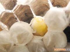 龙岩马蜂蜂蛹_龙岩胡蜂蜂蛹_龙岩大黄蜂蜂蛹_绿之美蜂业有限公司