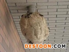 东营马蜂蜂蛹_东营胡蜂蜂蛹_东营大黄蜂蜂蛹_ 绿之美蜂业有限公司