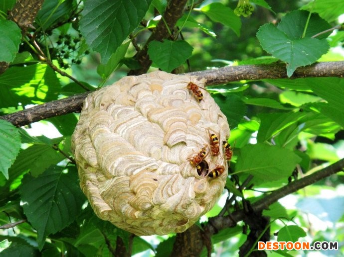 南平马蜂蜂蛹_南平胡蜂蜂蛹_南平大黄蜂蜂蛹