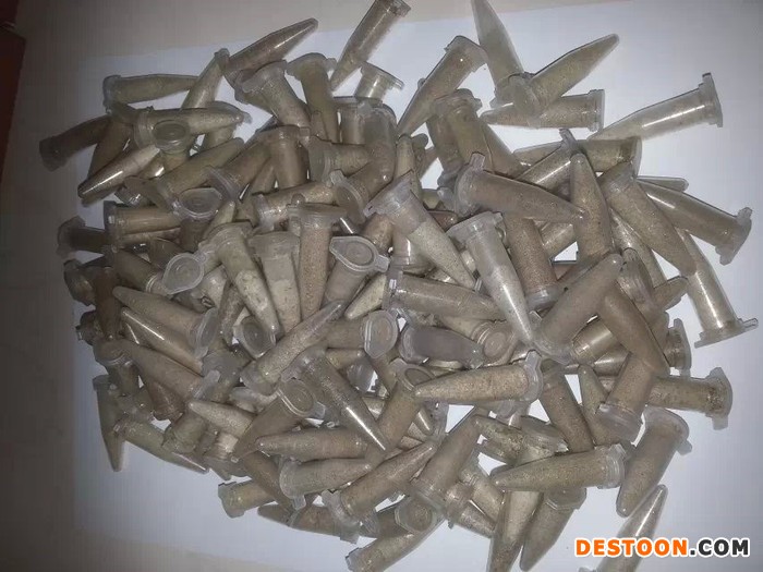 包头马蜂蜂蛹_包头胡蜂蜂蛹_包头大黄蜂蜂蛹