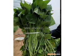 大田高剪苗的价格-佰丰红薯苗培育中心-大田高剪苗