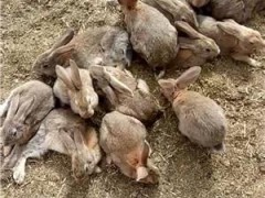 农村养殖致富项目首选养殖杂交野兔