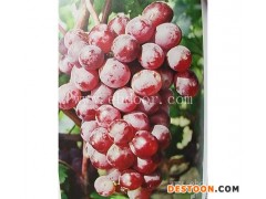 鲁粒葡萄苗(图)-葡萄苗木价格-葡萄苗木