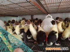 野鸭苗-明丽农业(在线咨询)-楚雄鸭苗