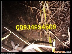 咸阳农村特种养殖批发