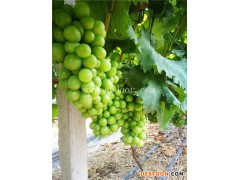 葡萄苗-根明葡萄苗基地-浙江金华葡萄苗