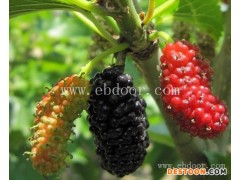 养蚕果桑苗价格哪家好-养蚕果桑苗价格-世超苗木供应基地