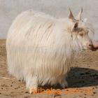 供应波尔山羊种羊价格、肉羊价格、波尔山羊养殖技术