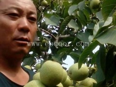 永丰种植品种齐全-1年苗8518核桃苗木基地