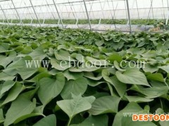 脱毒红薯苗多少钱一棵-脱毒红薯苗-佰丰采购批发基地(查看)