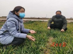 富平：战“疫”情不误农时