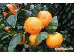 沃柑幼苗枝条-沃柑幼苗-柑橘苗批发找金华果友