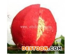 十堰桃树苗-果树茶叶研究所-桃树苗价格