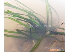 众禾水生植物质量优-四季青矮型苦草种植基地