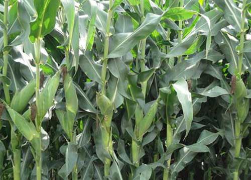 玉米种植增产新技术_玉米种植化学调控方法 玉米种植增产新技术_玉米种植化学调控方法