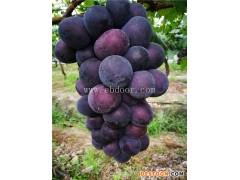 浙江金华葡萄苗批发-浙江金华葡萄苗-根明葡萄苗(查看)