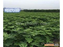 无花果种苗基地-无花果苗-小叶无花果苗木基地(查看)