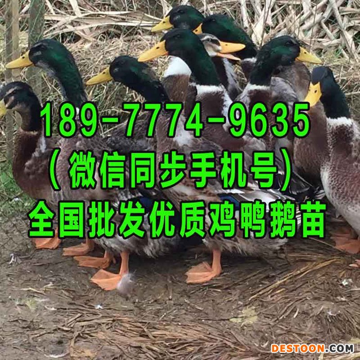 梧州阉鸡苗绿壳鸡蛋鸡苗卖出售西安鸡苗孵化场